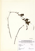 藏品(水蓼)的圖片